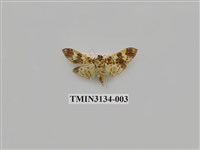 藏品(螟蛾262)的圖片